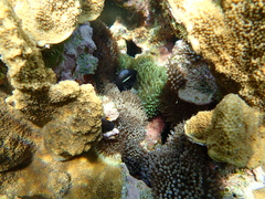 Amphiprion mccullochi