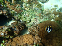 Chaetodon tricinctus