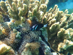 Amphiprion mccullochi