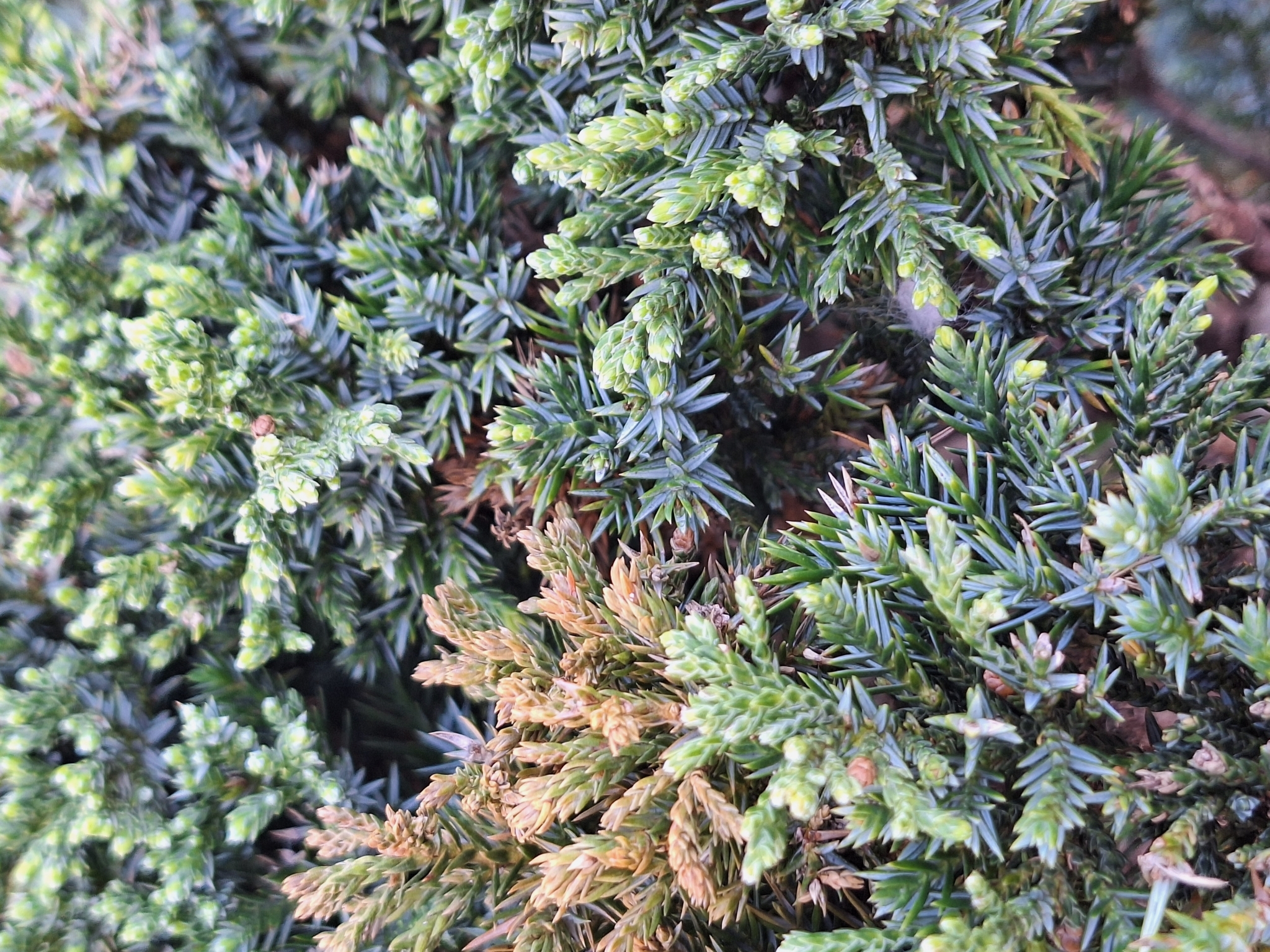 Chinese Juniper (Juniperus chinensis)