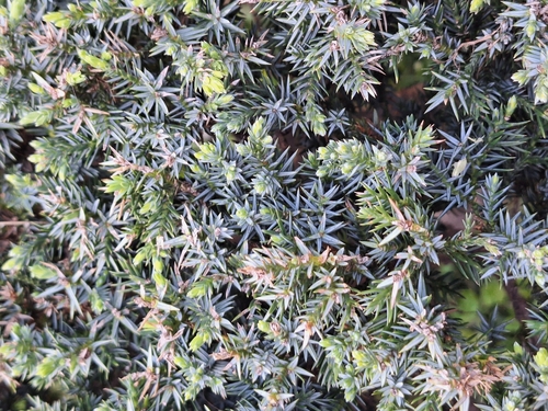 Juniperus chinensis, photograph 3