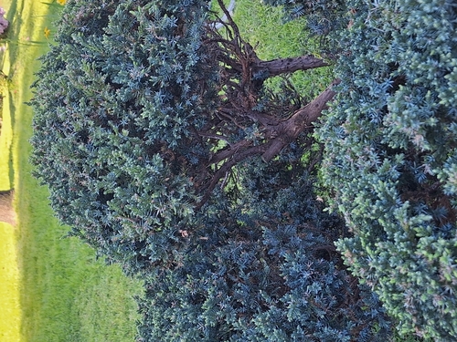 Juniperus chinensis, photograph 4