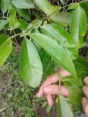 Annona muricata