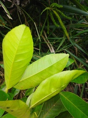 Chrysophyllum