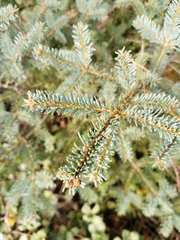 Abies vejarii