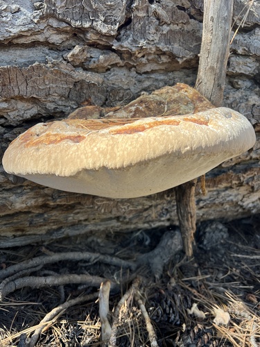iNaturalist observation photo of Schrenk's Red-Belt Conk