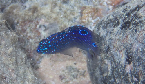 Stegastes imbricatus