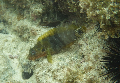 Labrisomus nuchipinnis
