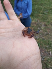 Centruroides gracilis