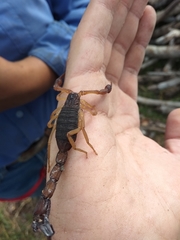 Centruroides gracilis