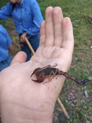 Centruroides gracilis