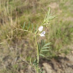 Vicia graminea