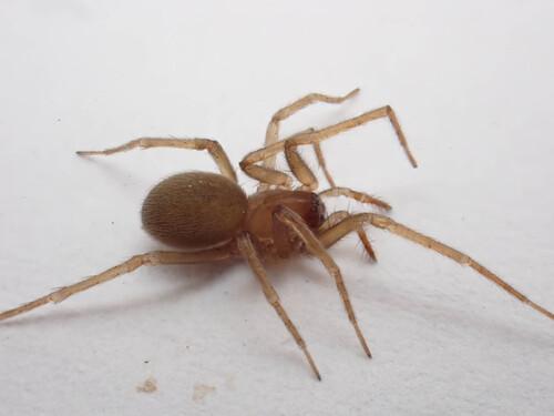 Phyxelidid Spider
