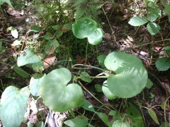 Parnassia asarifolia