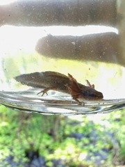 Notophthalmus meridionalis