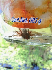 Notophthalmus meridionalis