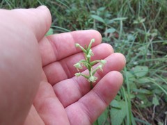 Platanthera clavellata