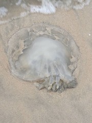 Rhizostomatidae