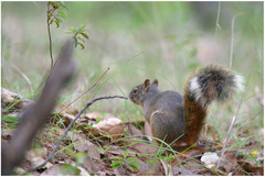 Sciurus nayaritensis