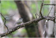 Empidonax affinis