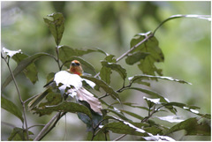 Piranga erythrocephala
