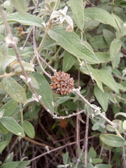 Buddleja aromatica