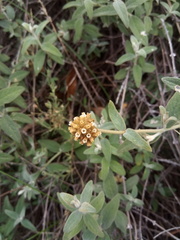 Buddleja aromatica