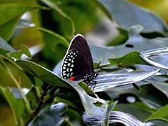 Eumaeus toxea