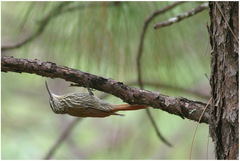 Lepidocolaptes leucogaster