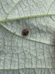 Epilachna maculicollis