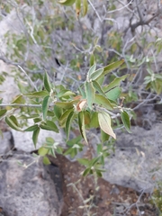 Croton sonorae