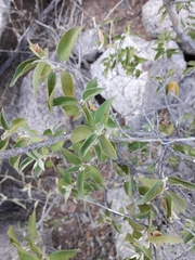 Croton sonorae