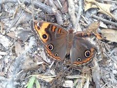 Junonia neildi varia