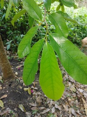 Annona muricata