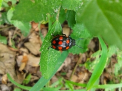 Labidomera suturella