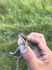 Rana amurensis