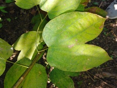 Bauhinia picta