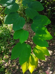 Bauhinia forficata