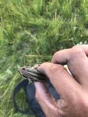 Rana amurensis