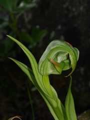 Pterostylis australis