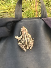 Rana amurensis