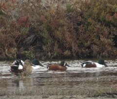 Spatula clypeata × cyanoptera
