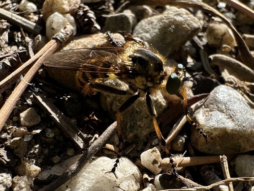 Unknown species found near Grand Teton National Park, Wilson, WY, US
