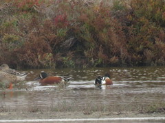 Spatula clypeata × cyanoptera