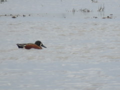 Spatula clypeata × cyanoptera