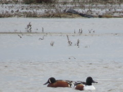 Spatula clypeata × cyanoptera