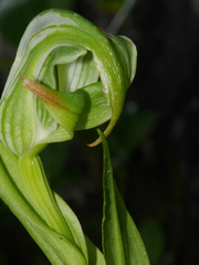 Pterostylis australis