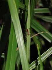 Euagoras plagiatus