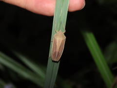 Megarrhamphus tibialis
