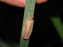 Megarrhamphus tibialis
